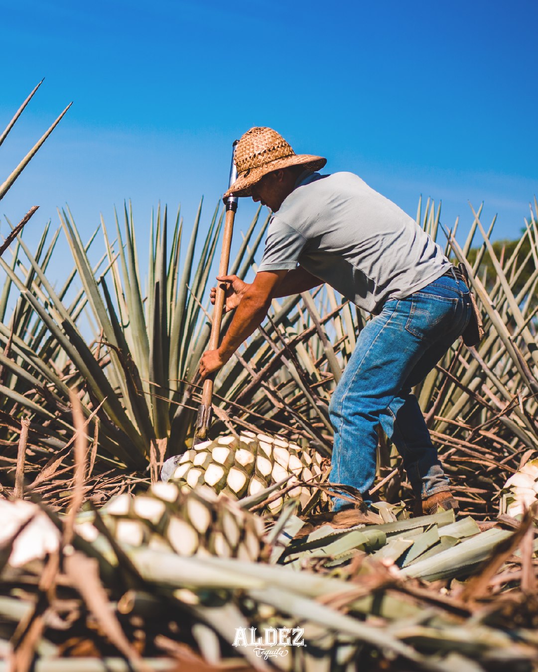 Organic Tequila vs. Regular - Drinking the Best Tequila - Aldez Tequila